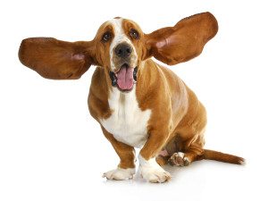 happy dog - basset hound with ears up